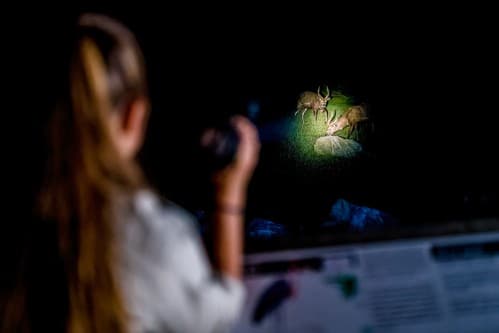 Prague Zoo launches exclusive evening tours