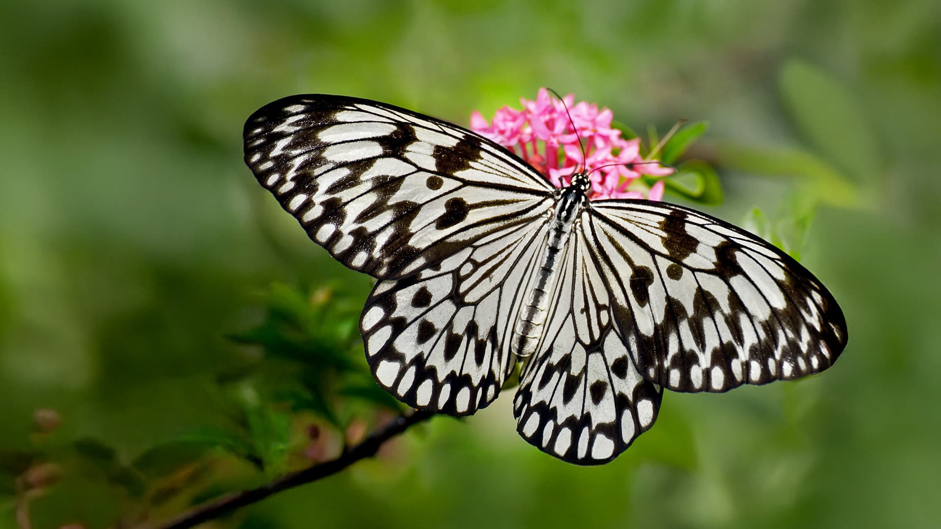 Выставка тропических бабочек в Праге